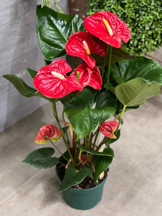 Антуриум Мадурал ⌀14 50 см 