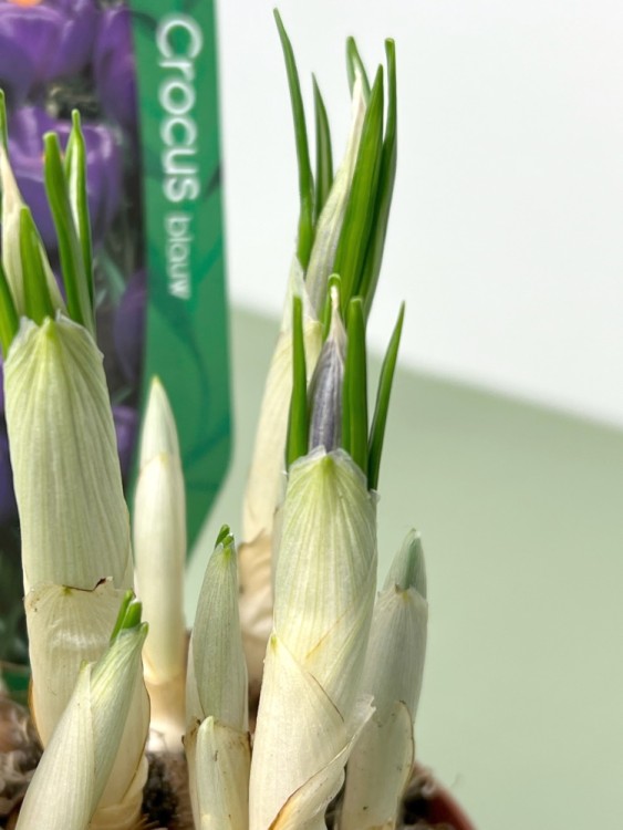 Крокусы в керамике 