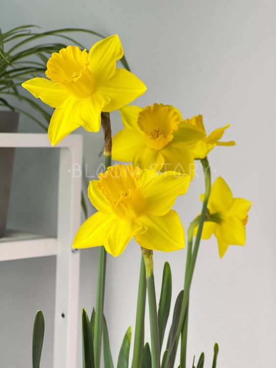 Нарцисс Карлтон ⌀12 