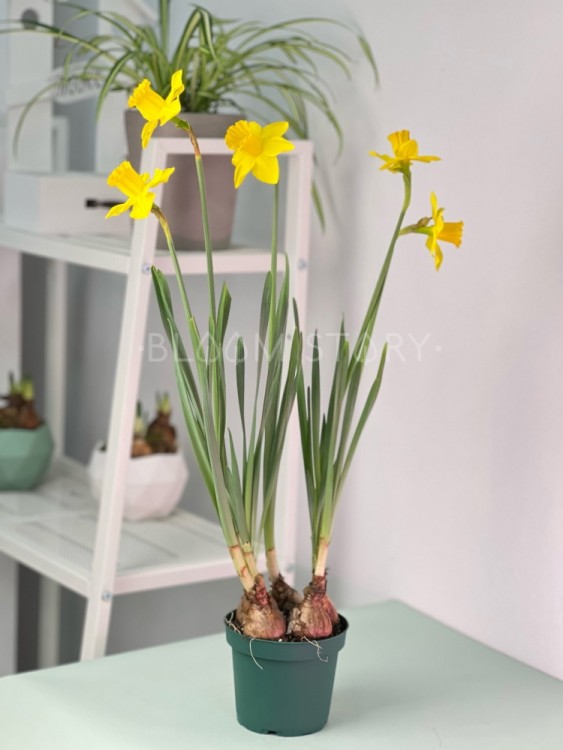 Нарцисс Карлтон ⌀12 