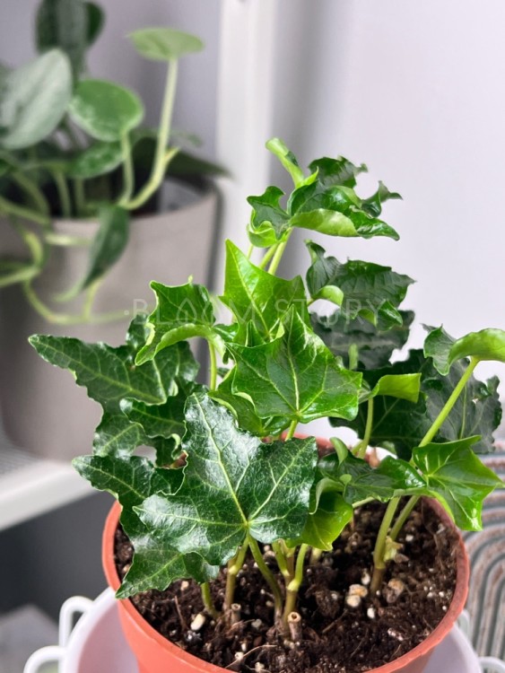 Хедера хеликс Ивалейс ⌀13 25 см 