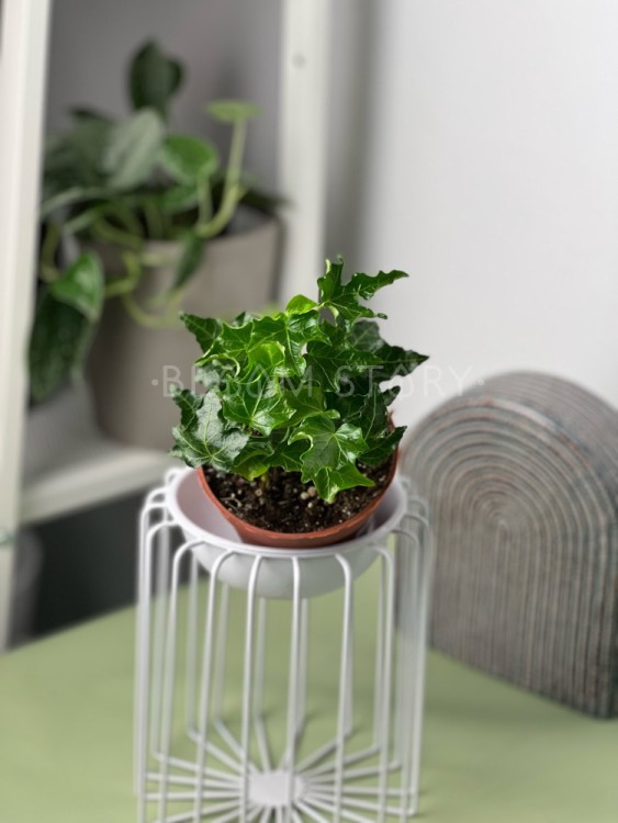 Хедера хеликс Ивалейс ⌀13 25 см 