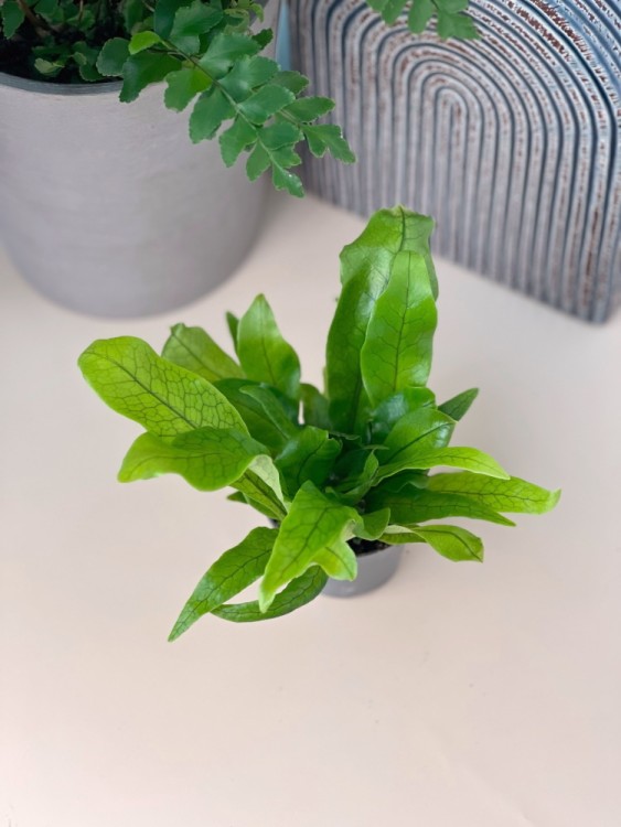 Микросорум Крокодил ⌀12 40 см 