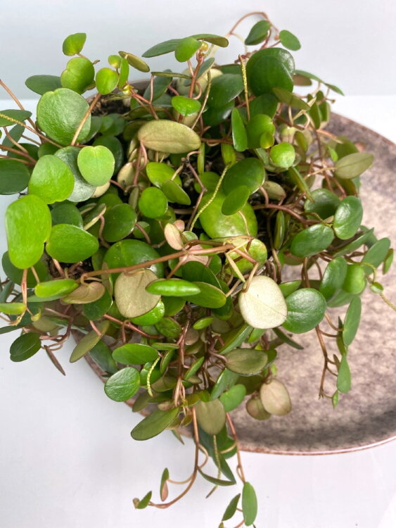 Пеперомия Пепперспот ⌀12 