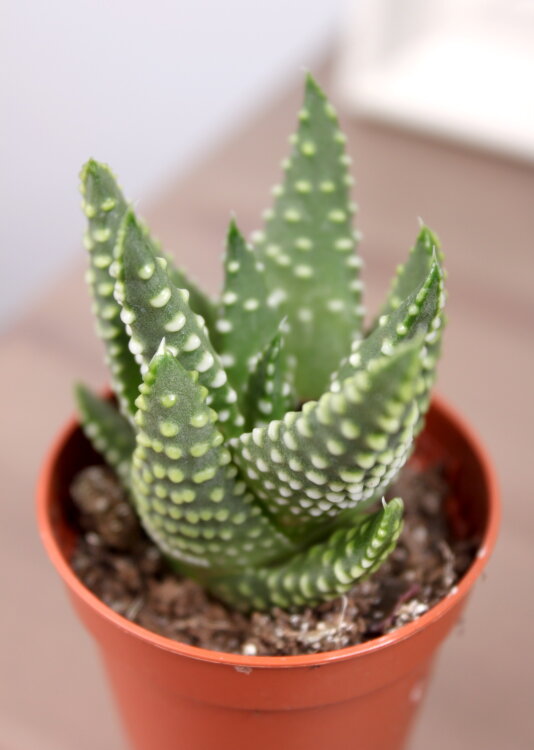 Хавортия Маргаритифера ⌀5 