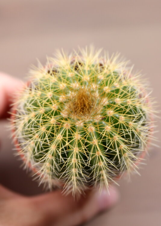 Нотокактус Магнификус ⌀5 