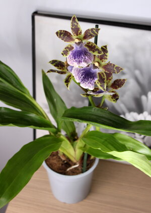 Орхидея Зигопеталум 1 ст