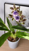 Орхидея Зигопеталум 1 ст 