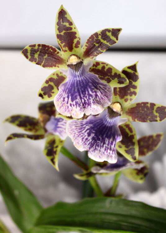 Орхидея Зигопеталум 1 ст 