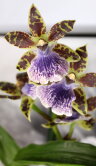 Орхидея Зигопеталум 1 ст 