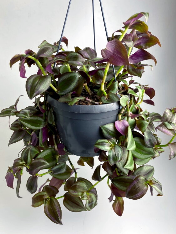 Традесканция Зебрина подвесная ⌀17 45 см 