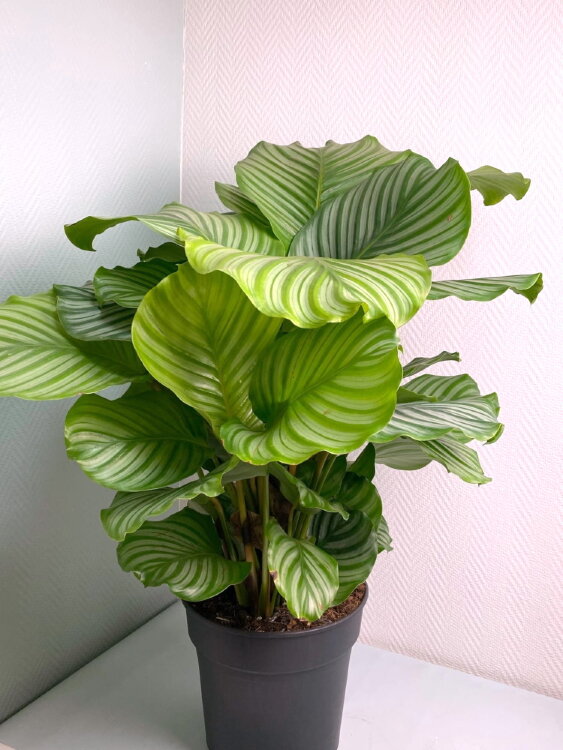 Калатея Орбифолия ⌀27 70 см 