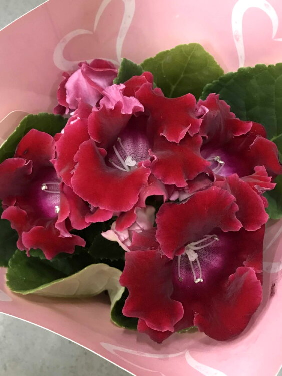 Глоксиния (Синнингия) красная 