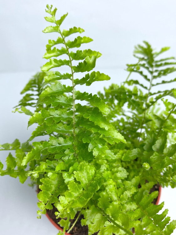 Нефролепис Витали ⌀8 20 см 