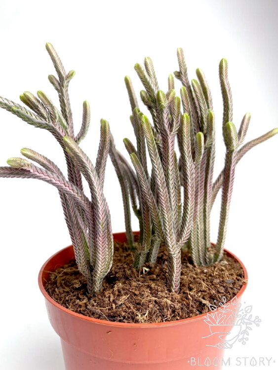 Крассула Рапсоди Пинк ⌀12 