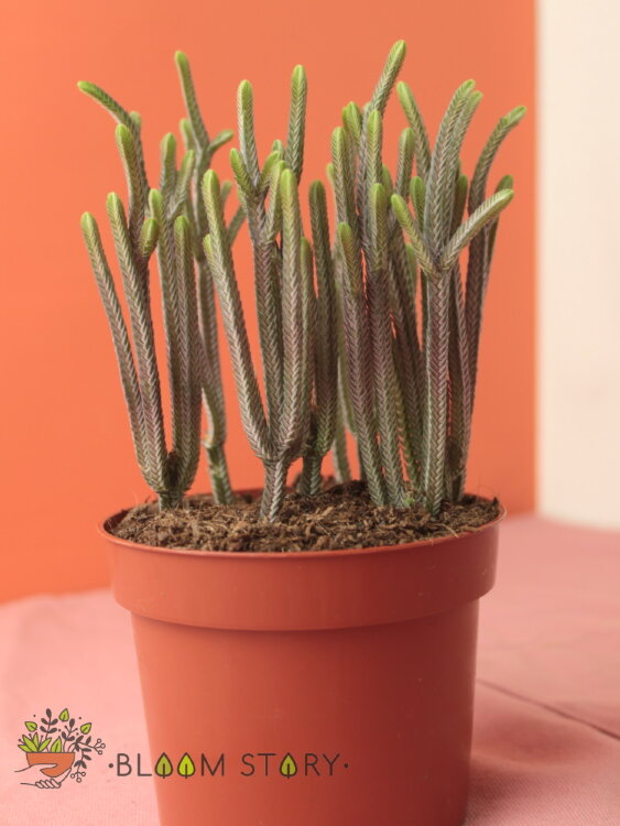 Крассула Рапсоди Пинк ⌀12 