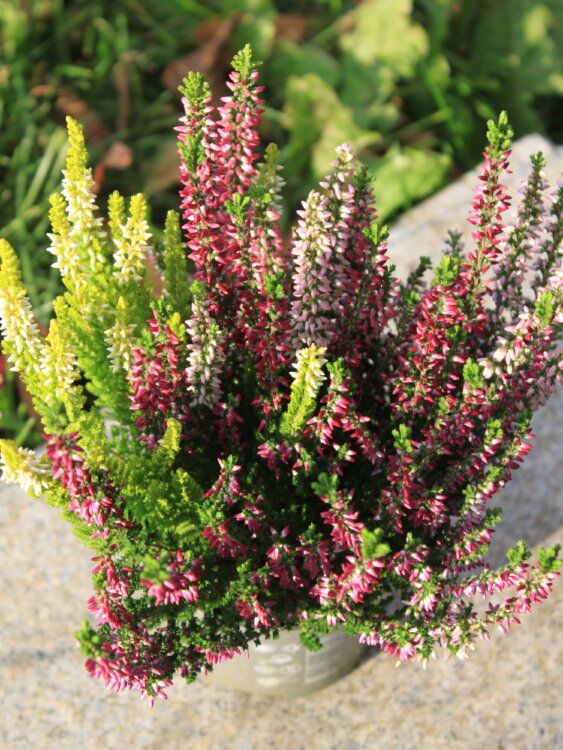 Вереск трехцветный ⌀9 