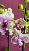 Орхидея Фаленопсис Октопус 2 ст 