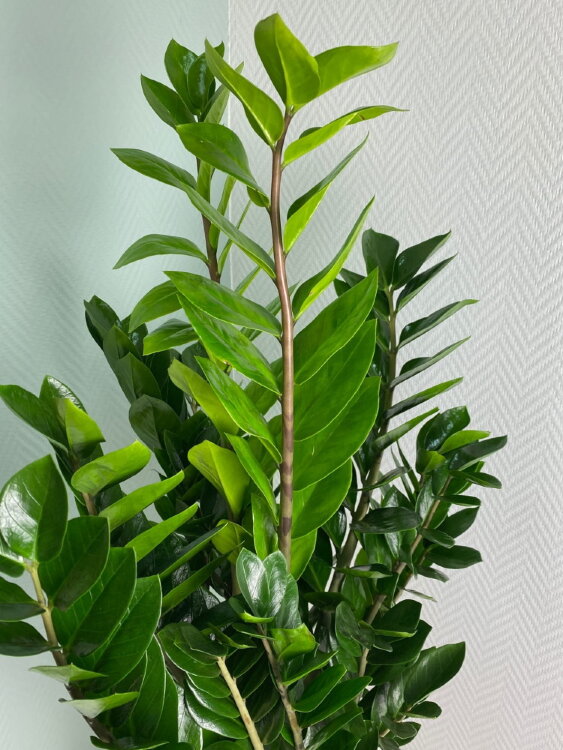 Замиокулькас ⌀19 100 см 