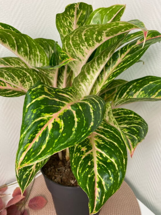 Аглаонема Кокомелон ⌀19 50 см 