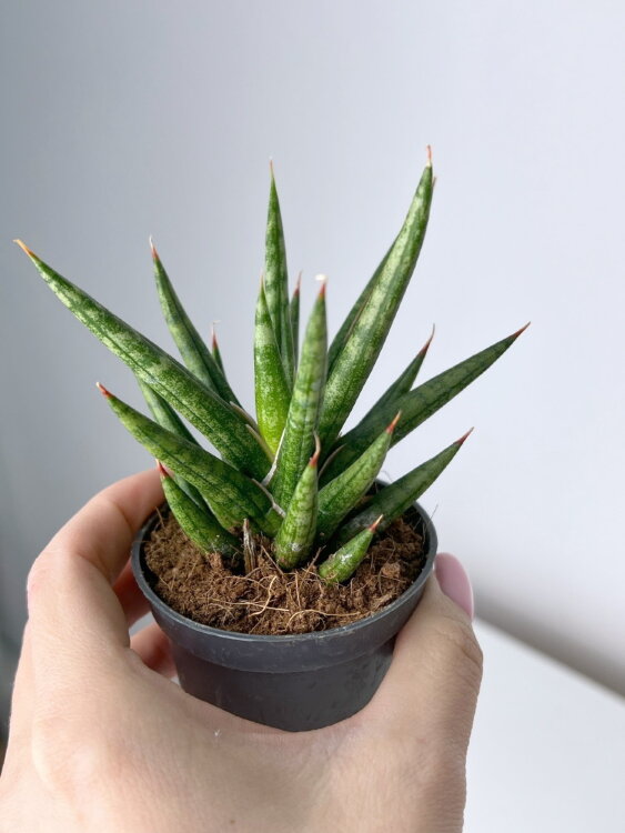 Сансевиерия Францизи ⌀6 10 см 