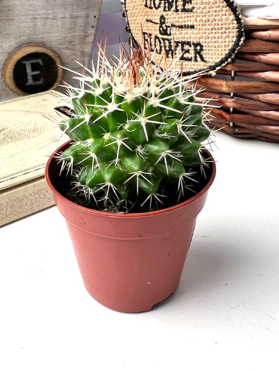 Маммиллярия Болдерлиана ⌀5 