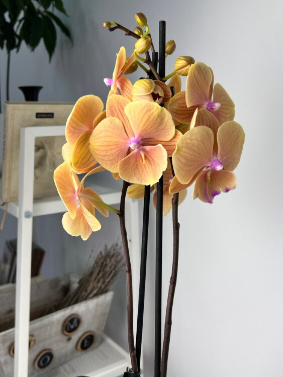 Орхидея Фаленопсис Фангмей Еллоу Трилипс 2 ст 