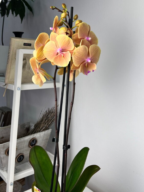 Орхидея Фаленопсис Фангмей Еллоу Трилипс 2 ст 