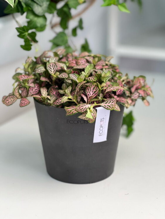 Кашпо Ecopots Amsterdam Mini антрацит 