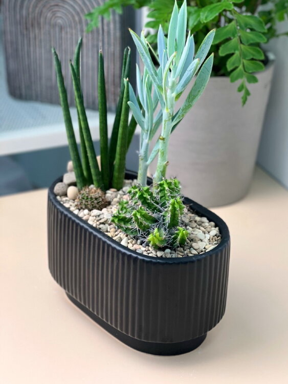 Композиция из суккулентов Ночь в пустыне 