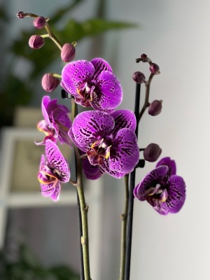 Орхидея Фаленопсис Роксана ⌀12 65 см