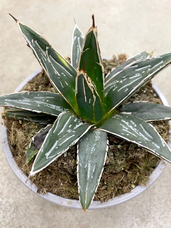 Агава Виктория Реджина ⌀10 20 см 