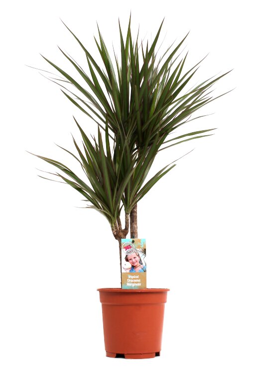 Драцена Маргината 2 ствола 70 см 