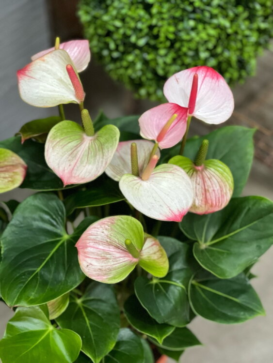 Антуриум Принцесса Амалия ⌀17 55 см 