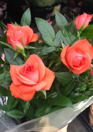 Роза кордана оранжевая ⌀10 30 см