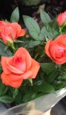 Роза кордана оранжевая ⌀10 30 см 