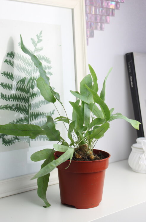 Флебодиум Блю Стар ⌀12 30 см 