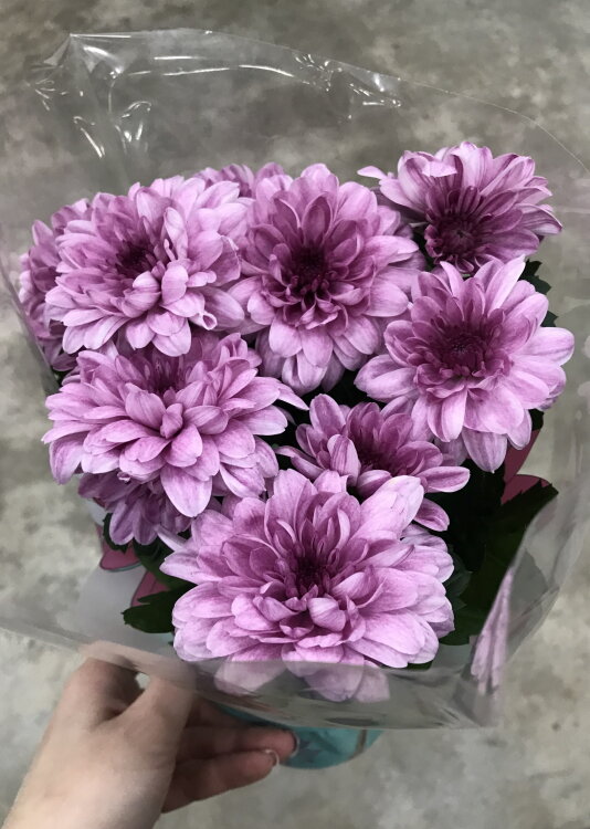 Хризантема фиолетовая ⌀9 