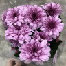 Хризантема фиолетовая ⌀9 