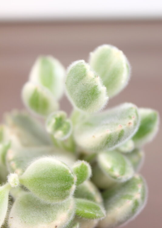 Котиледон Томентоза Вариегата ⌀5 