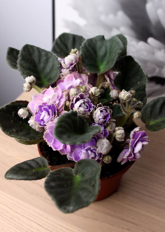 Фиалка фиолетовая махровая ⌀12 