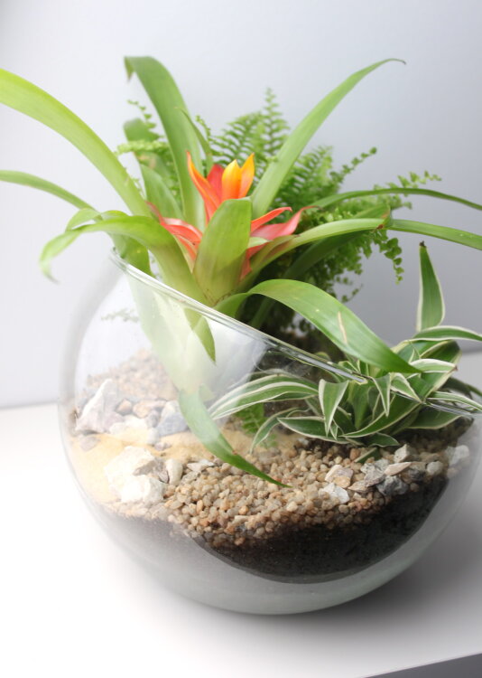 Флорариум с бромелией 