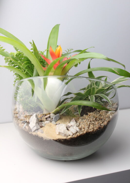 Флорариум с бромелией 