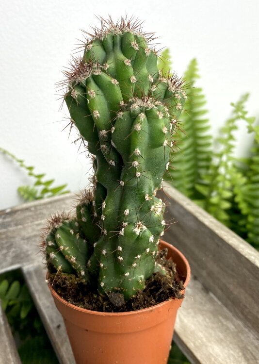 Цереус Перуанский 