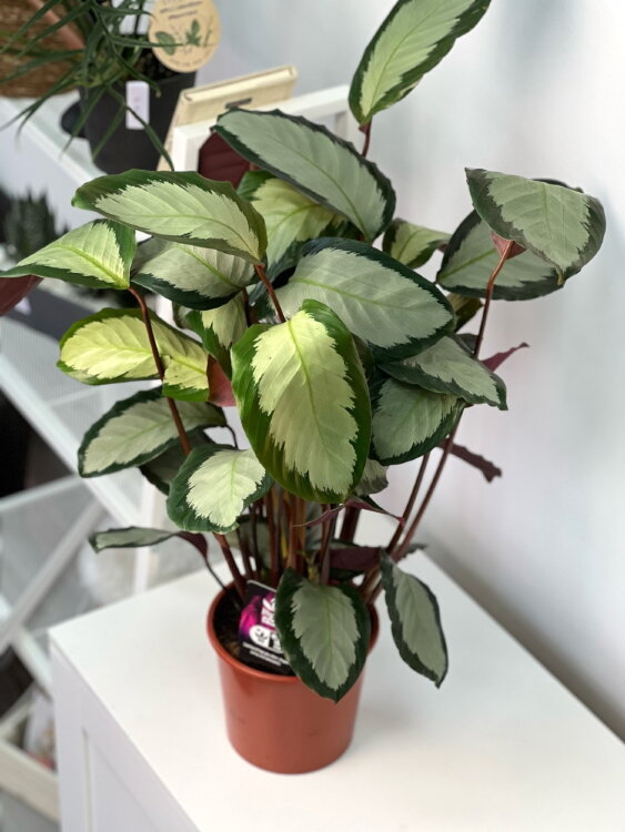 Калатея Пиктурата Аргентея ⌀17 65 см 