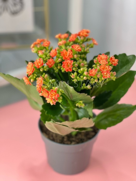 Каланхоэ Каландива оранжевое ⌀12 