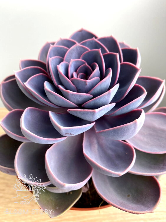 Эхеверия Спун Пёрл ⌀14 