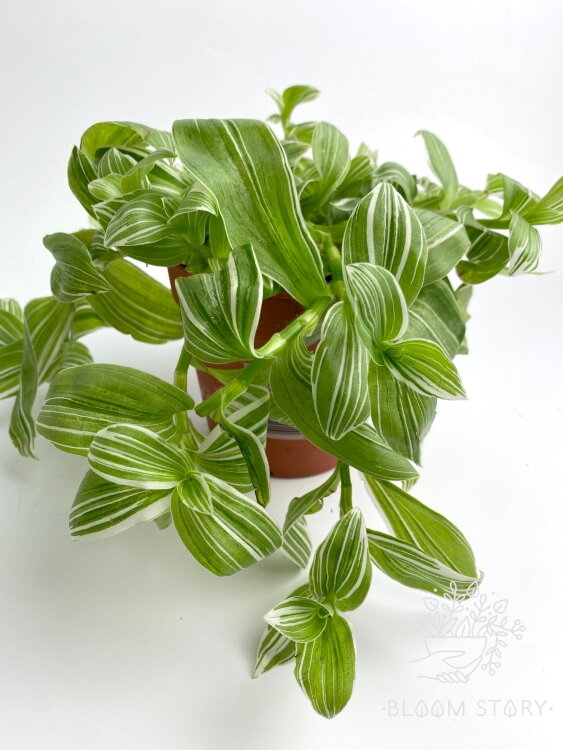 Традесканция Альбифлора ⌀12 20 см 