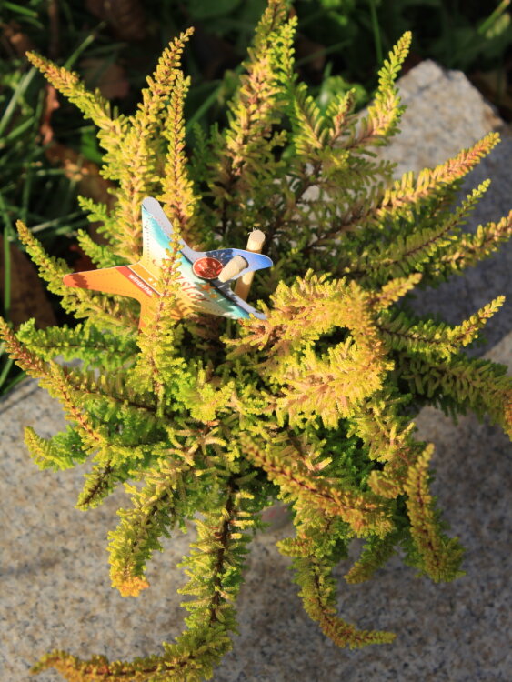 Вереск Seastar ⌀9 