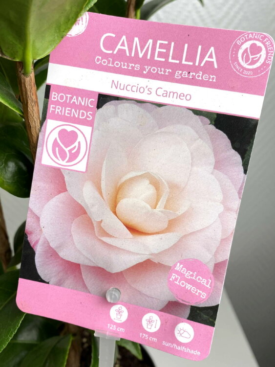 Камелия Японская кремовая ⌀15 50 см 